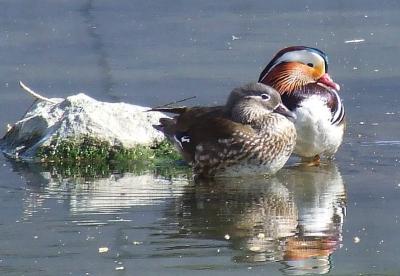Прикрепленное изображение: su2.jpg